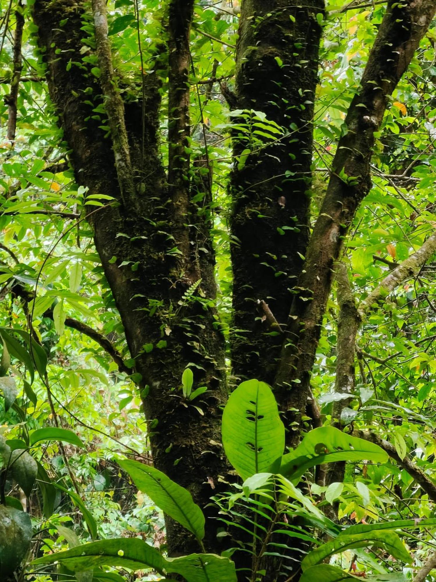 Asim Paris Guesthouse & Jungle Trekking بوكيت لاوانج المظهر الخارجي الصورة