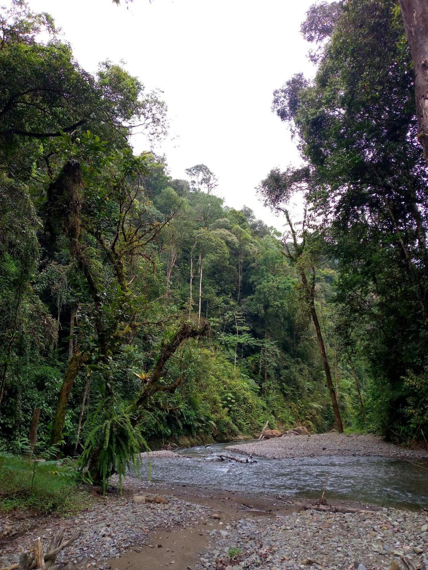 Asim Paris Guesthouse & Jungle Trekking بوكيت لاوانج المظهر الخارجي الصورة